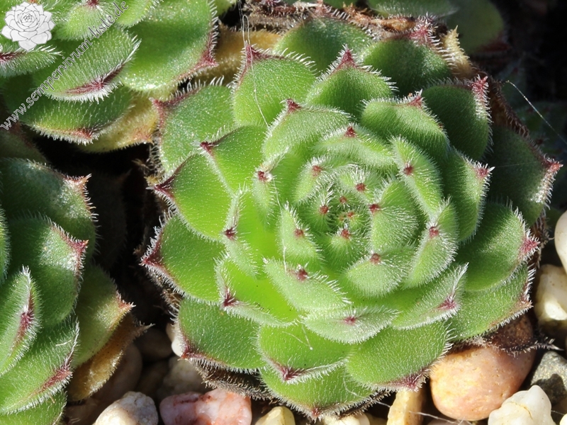 sp. from Gyadikvank (PH1070)