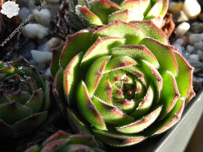 sp. from Nemrut Dagh