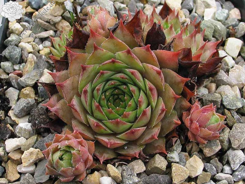 stenopetalum (x parviflorum)