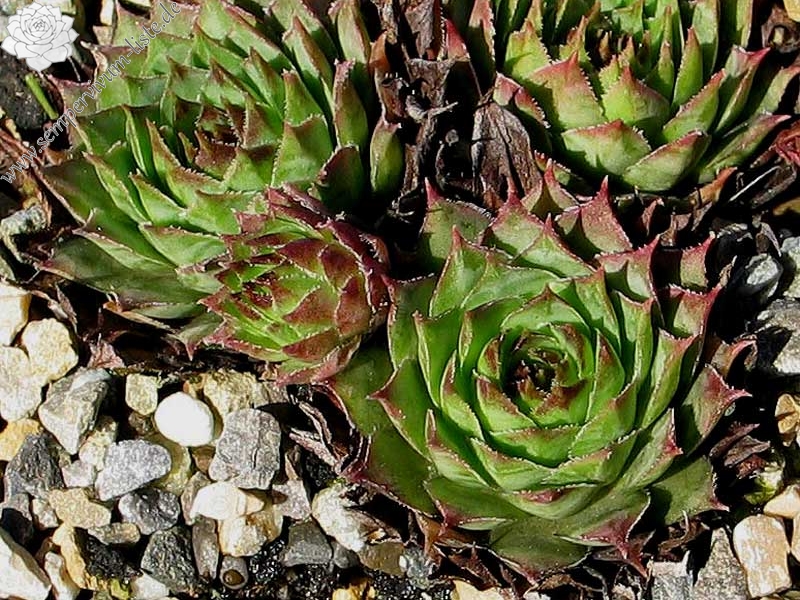 stenopetalum (x verlotii)
