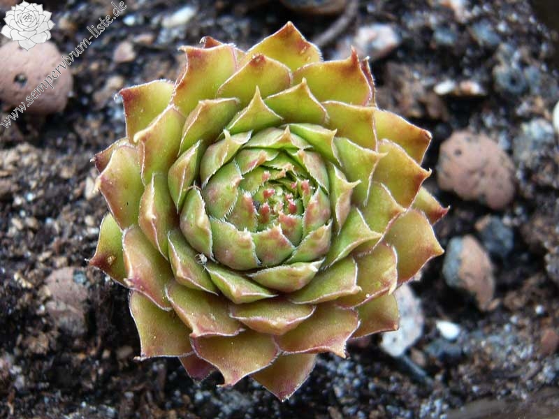 stenopetalum (xschottii)