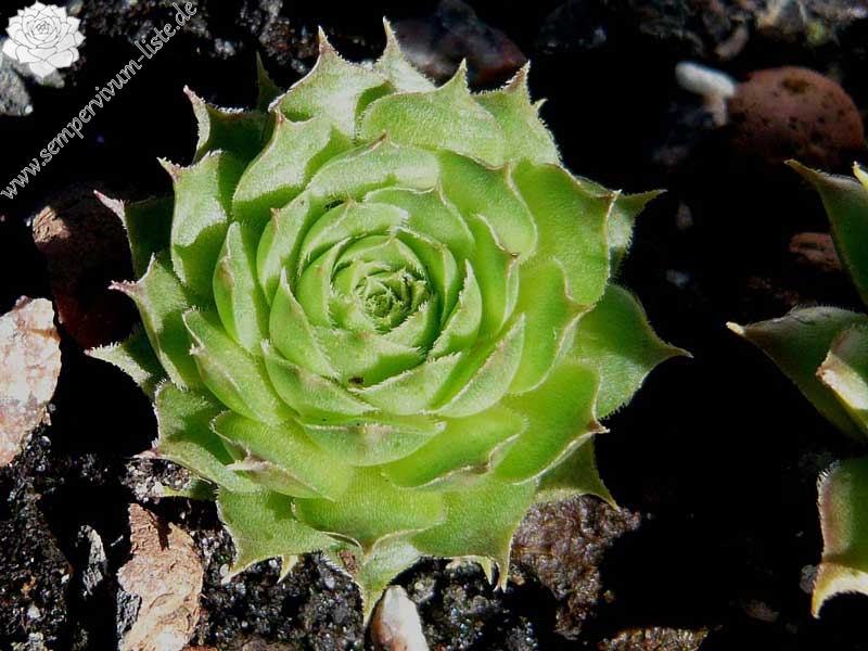 stenopetalum (xschottii)