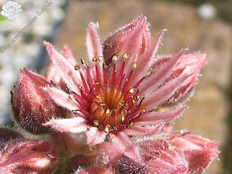stenopetalum (xschottii)