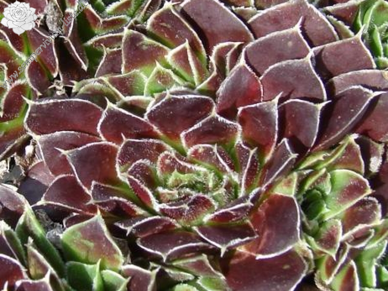 Kleiner Krieger / Jovi