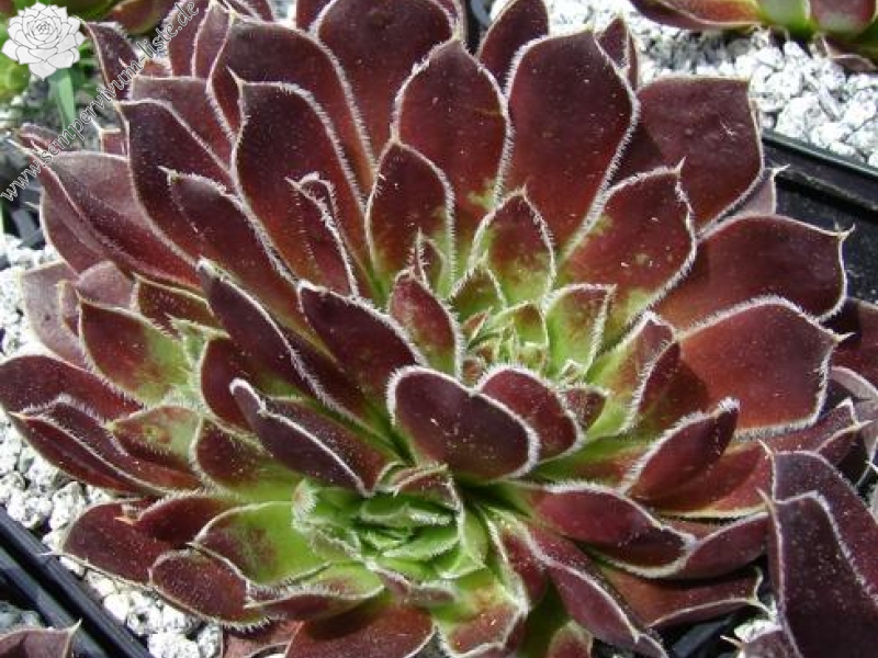 Kleiner Krieger / Jovi