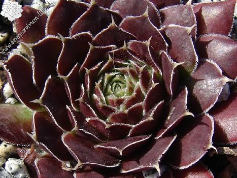 Kleiner Krieger / Jovi