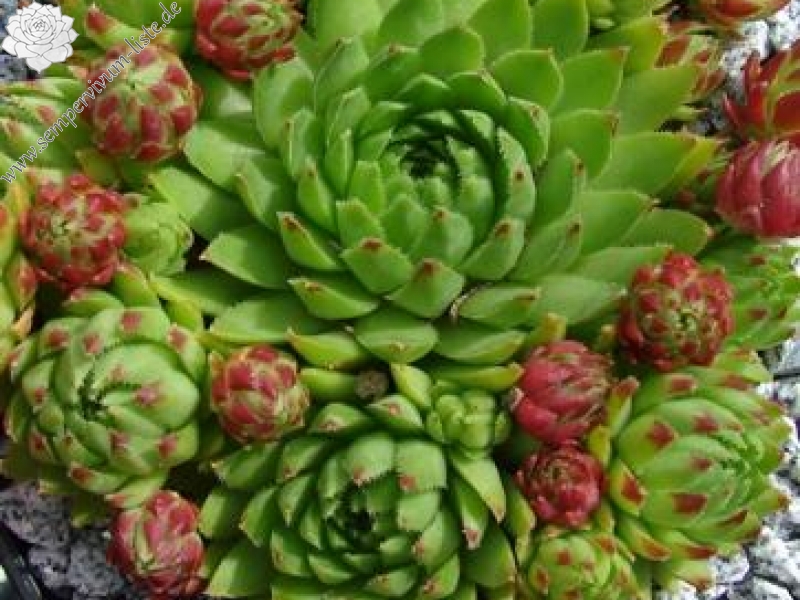 globiferum ssp. hirtum (tatrensis) from Jastrabska Skala