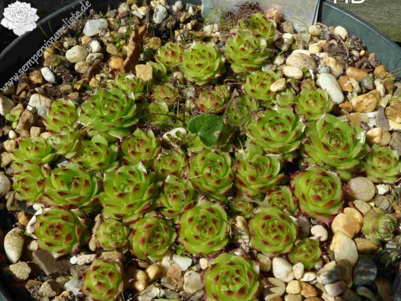 caucasicum from Tscheget