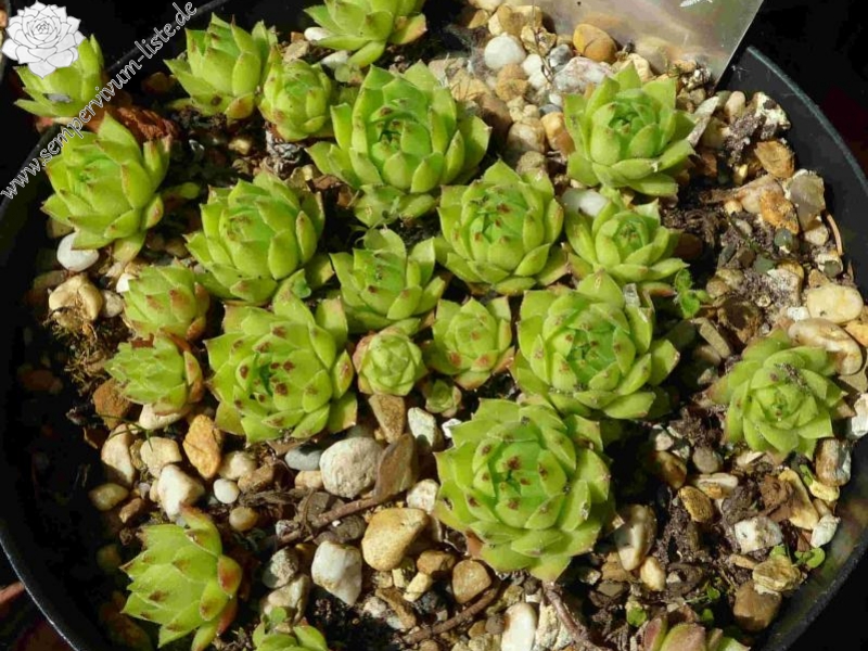 cantabricum ssp. urbionense from Laguna Negra de Urbión