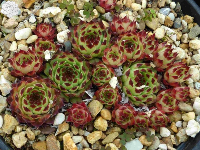 calcareum from Montagne de la Madone d'Utelle, 1200m