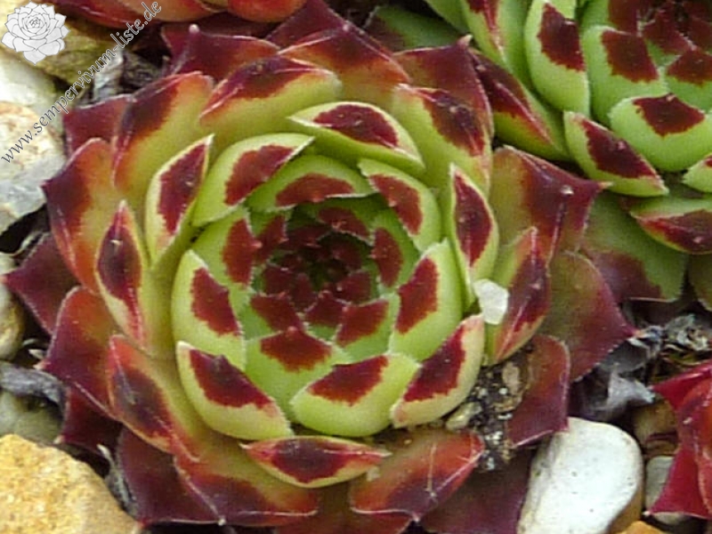 calcareum from Montagne de la Madone d'Utelle, 1200m