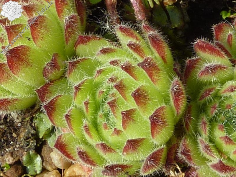 ciliosum x S. marmoreum ssp. erythraeum