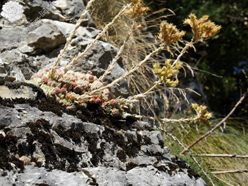 globiferum ssp. lagarinianum from Spiazzi