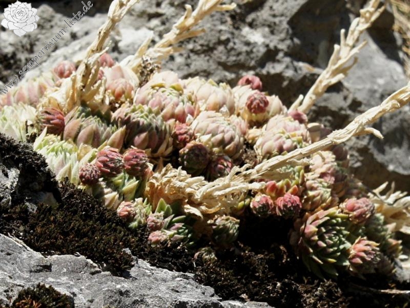 globiferum ssp. lagarinianum from Spiazzi