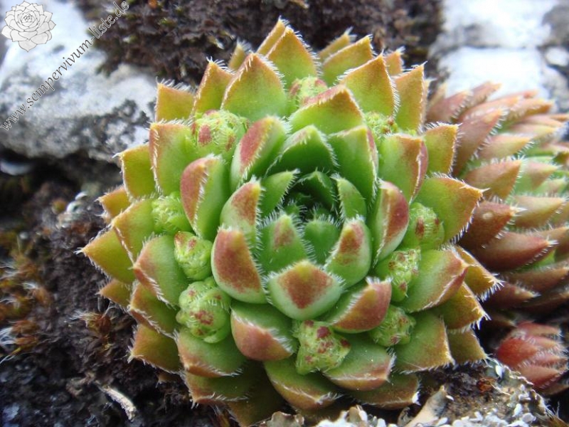 globiferum ssp. hirtum from Žumberačko gorje