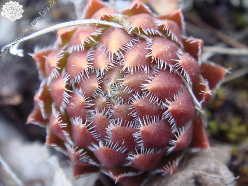 globiferum ssp. hirtum from Žumberačko gorje
