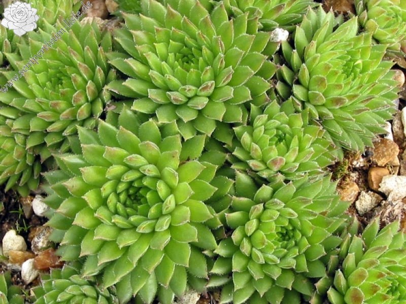 thompsonianum