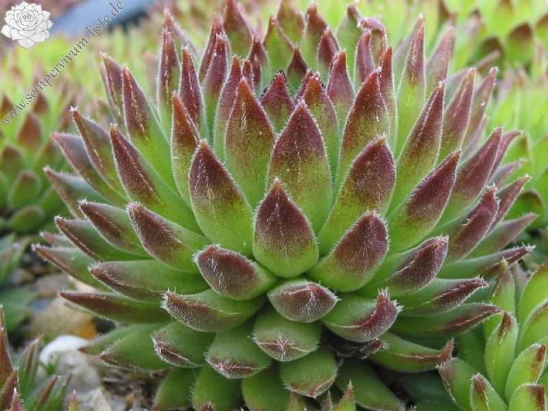 thompsonianum