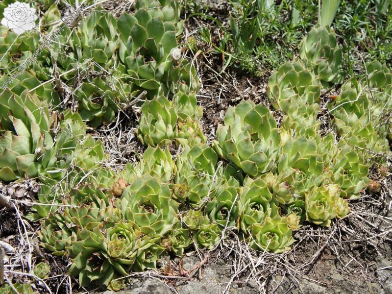 tectorum var. tectorum from Villnösstal (Straße nach Teis)