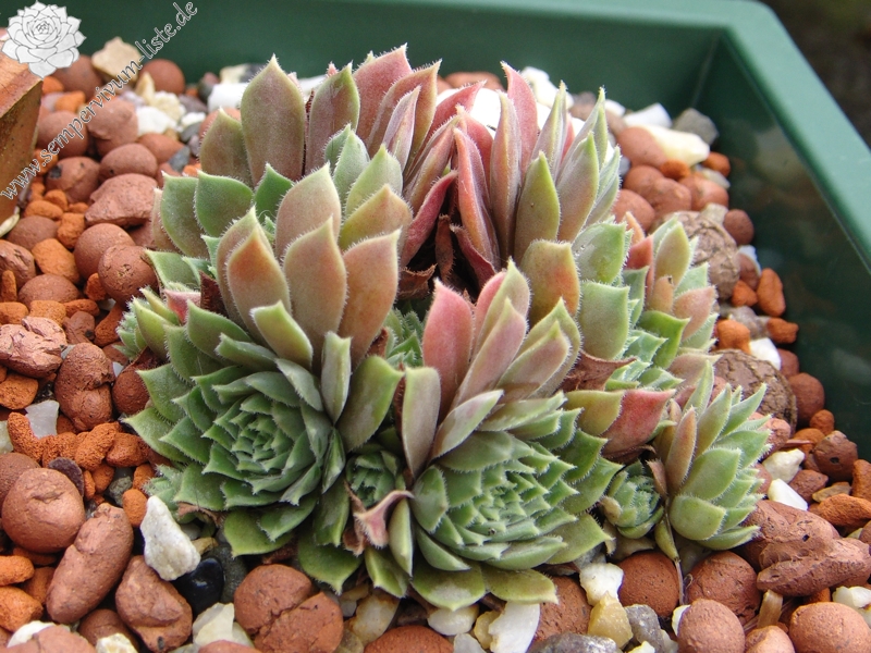marmoreum ssp. erythraeum
