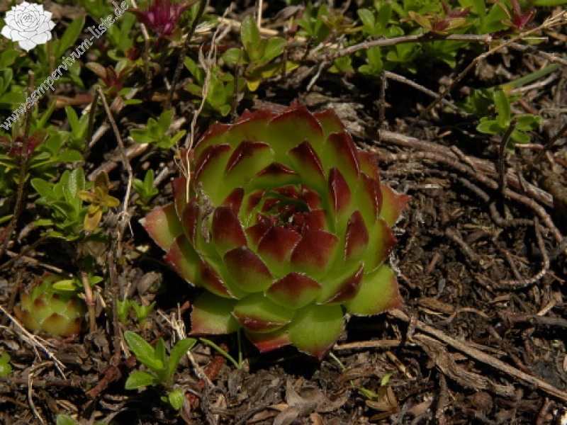 marmoreum ssp. marmoreum from Kom Vasojevićki (Abhang)