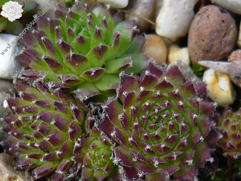 montanum (alpestre)