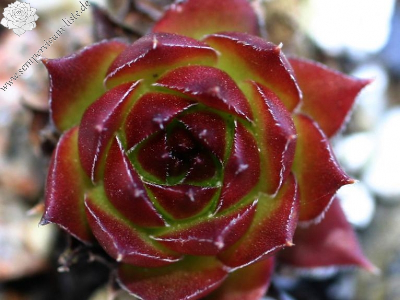 marmoreum ssp. marmoreum (balcanicum)