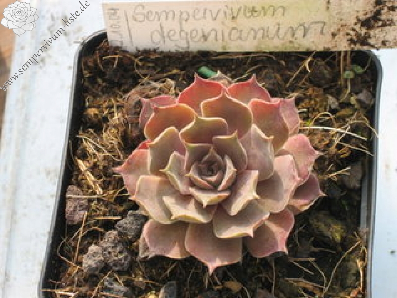 marmoreum ssp. reginae-amaliae (degenianum)