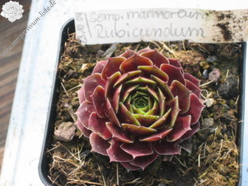 marmoreum ssp. marmoreum (rubicundum)