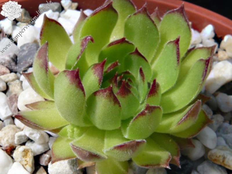 marmoreum ssp. matricum