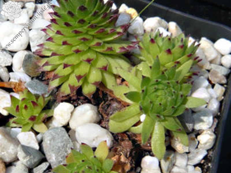 montanum (monticolum)