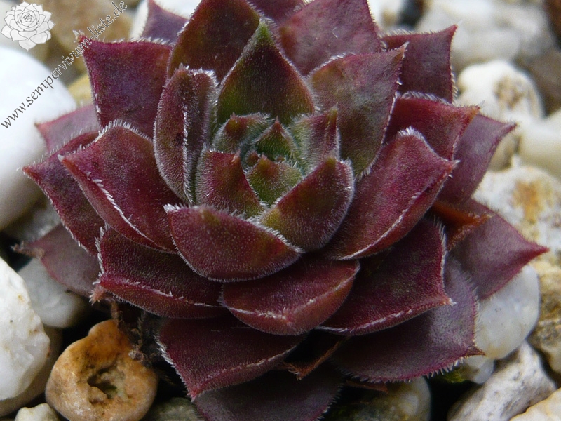 marmoreum ssp. reginae-amaliae from Kambeecho No. 2 (Red Form)
