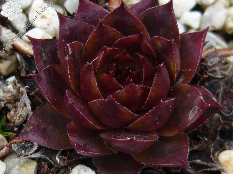 tectorum var. tectorum (rhenanum)