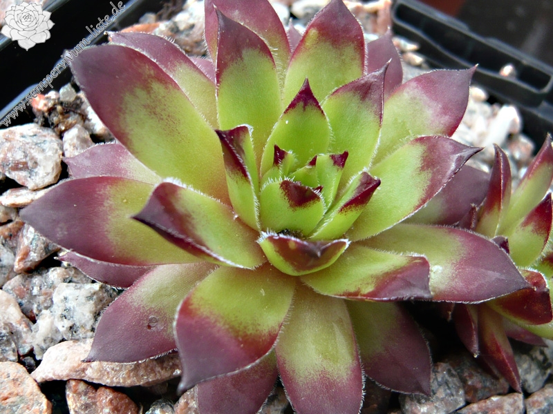 tectorum var. tectorum (rhodanicum)