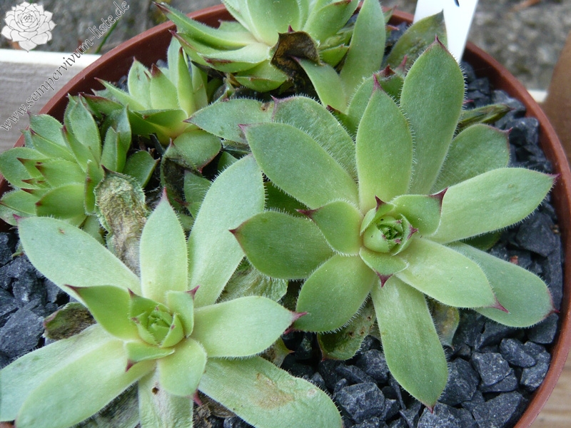 tectorum var. tectorum (glaucum)