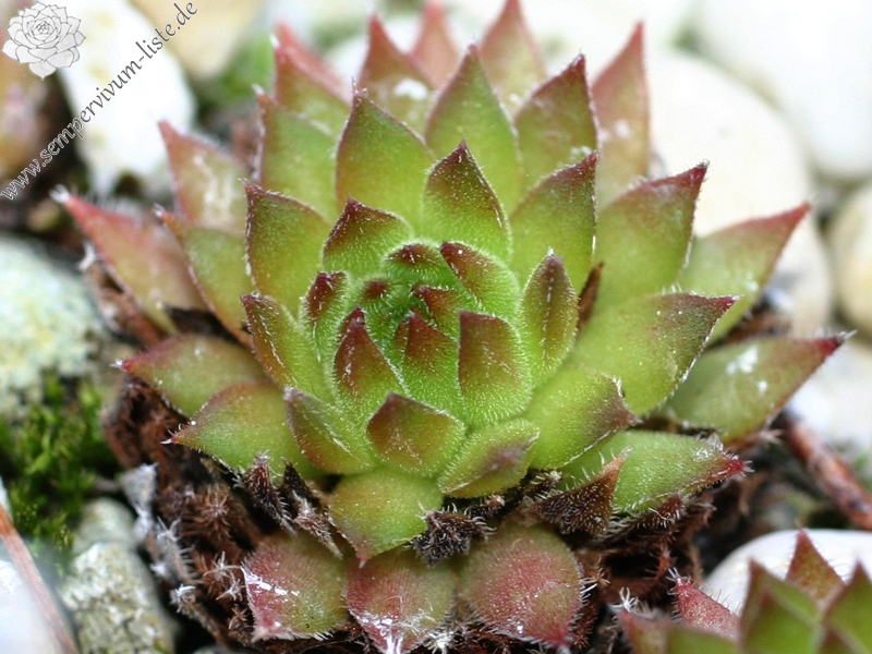 thompsonianum