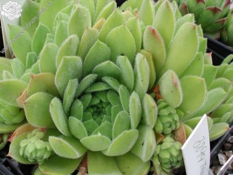 transcaucasicum from Amberd