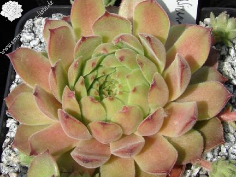 transcaucasicum from Borjomi on road to Bakuriani