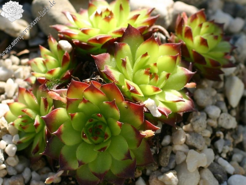 marmoreum ssp. marmoreum (balcanicum)