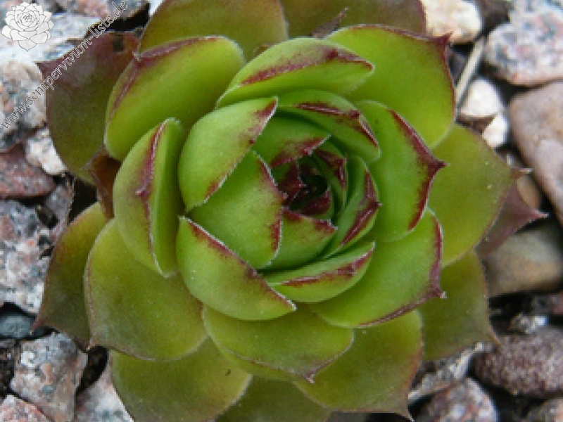tectorum var. tectorum (pyrenaicum) from Luz St. Sauveur