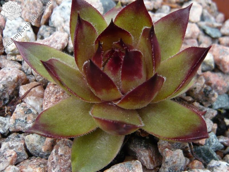 tectorum var. tectorum (rhenanum)