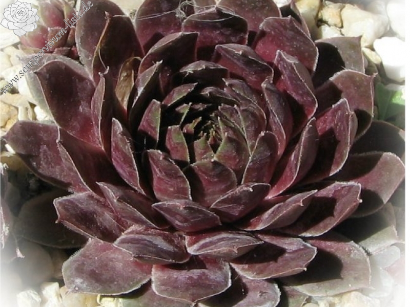 tectorum var. tectorum (vicentei)
