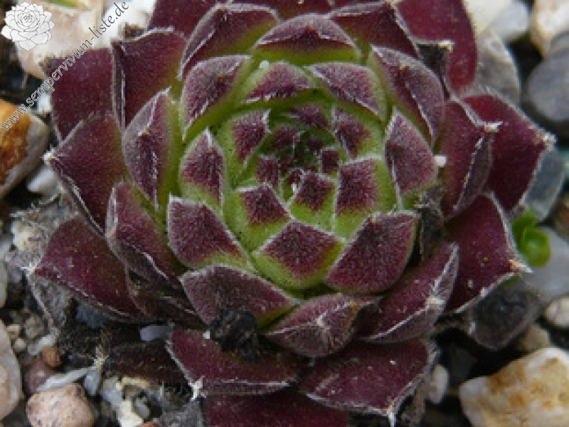zeleborii