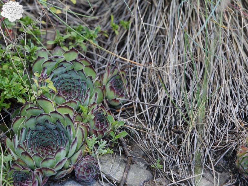 marmoreum ssp. marm. (assimile) cf. from Izvidnica, östl. Abhang 2