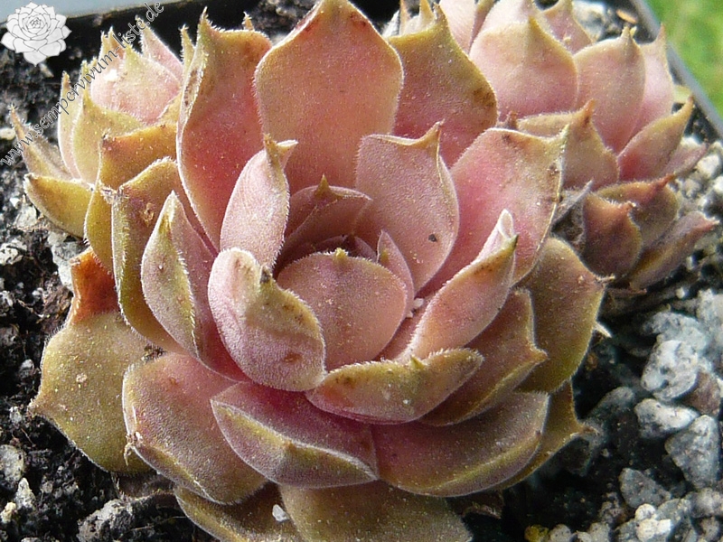 marmoreum ssp. reginae-amaliae (degenianum)