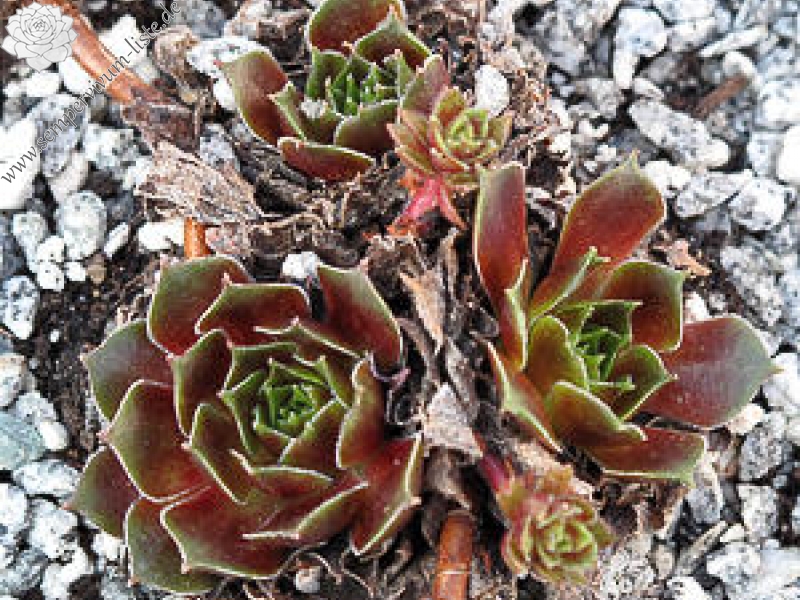 marmoreum ssp. marmoreum (rubicundum)