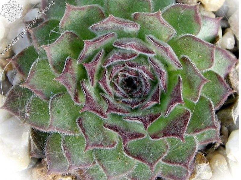 zeleborii