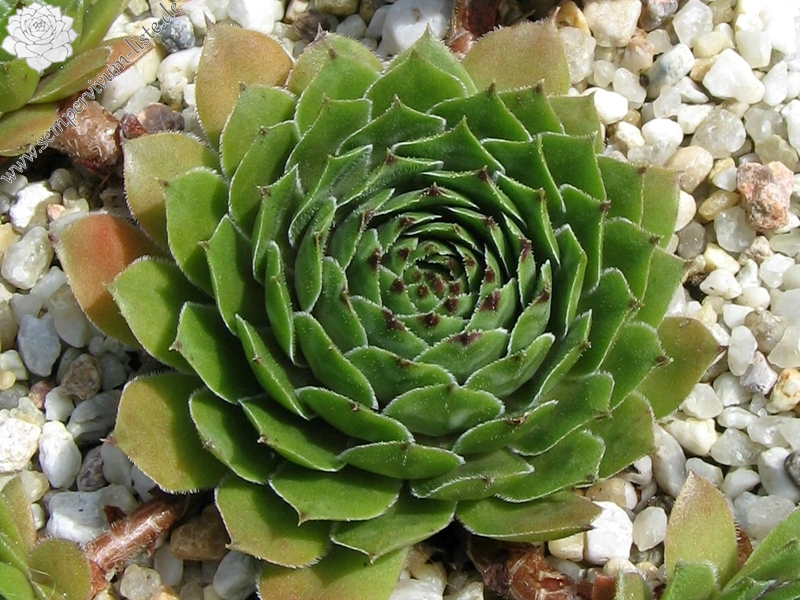 Benala