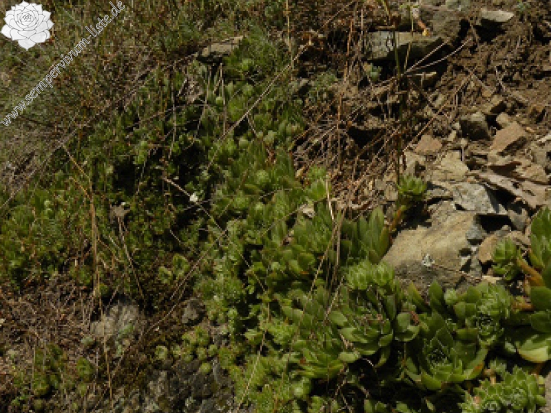 marmoreum ssp. marmoreum from Straße nach Ilovita