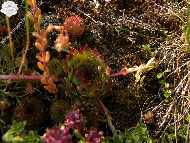 marmoreum ssp. marmoreum from Urdeni Do, Straße